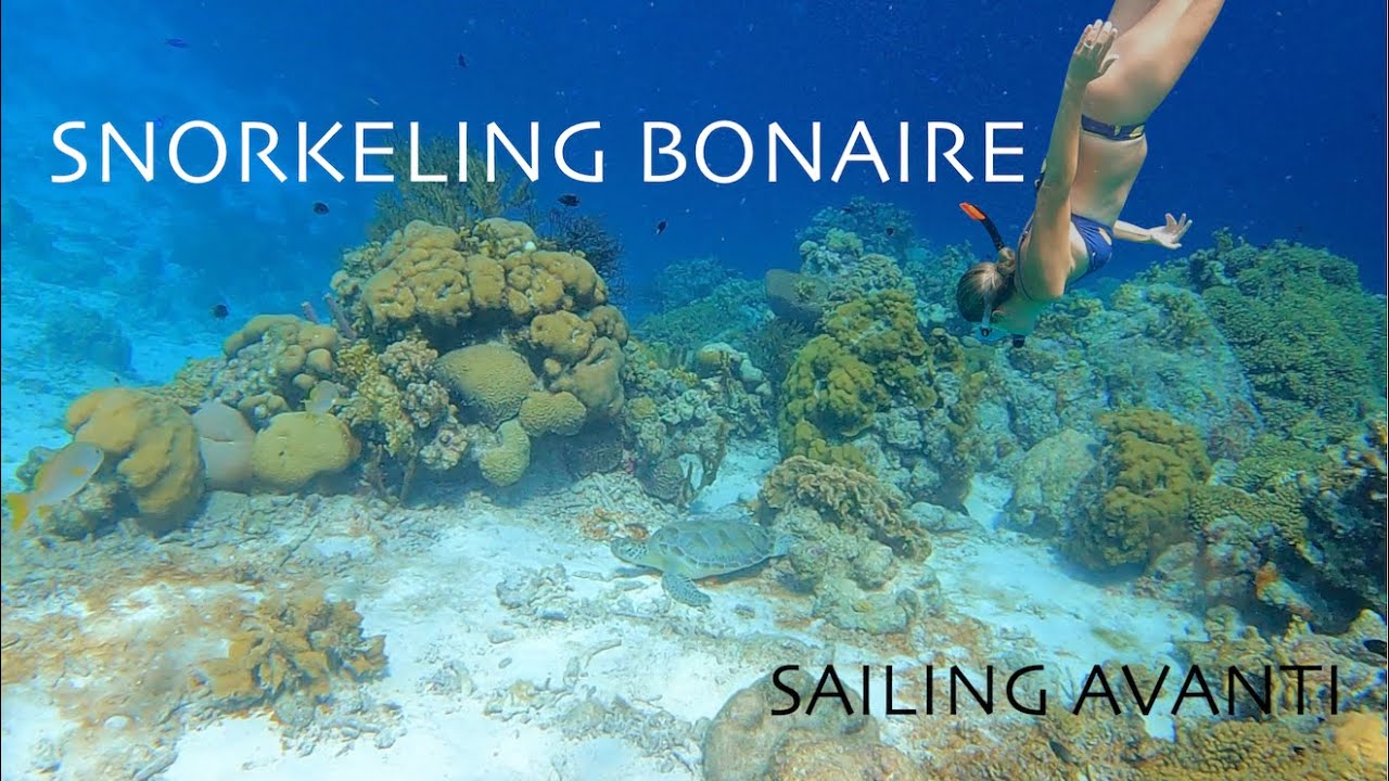 Snorkelling Bonaire FULL VIDEO EP33