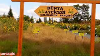 Edirnede Son Yaz Fotolari Için On Numara Yer Dünya Ay Çiçeği Koleksiyon Bahçesi.29 Eylül 2021