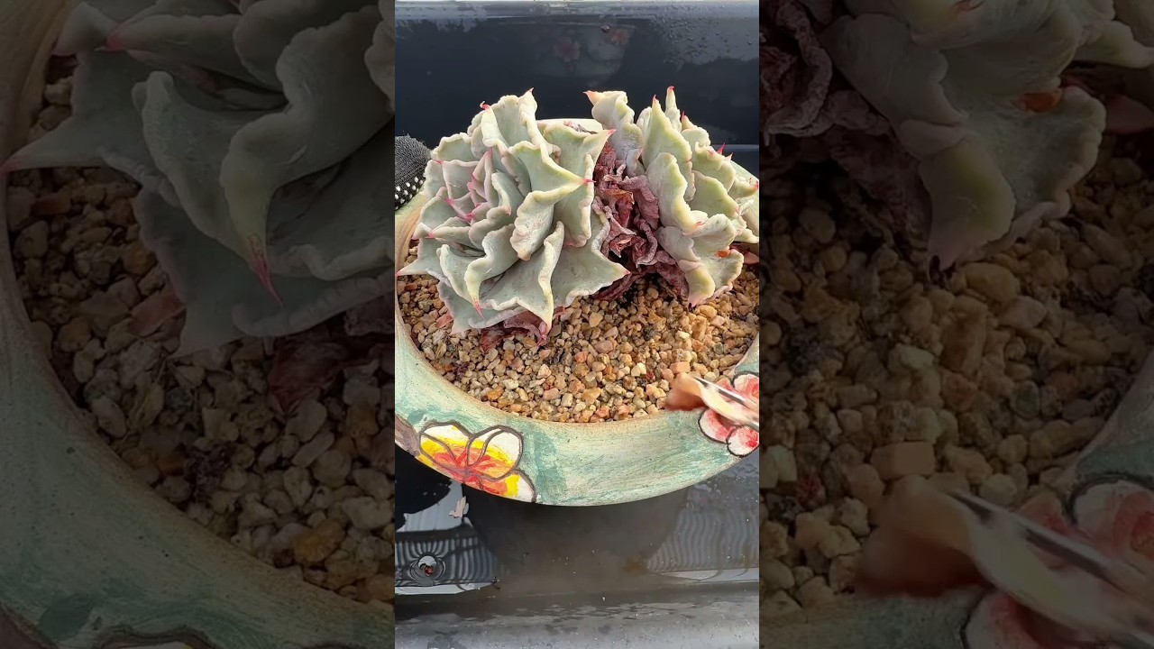 Youx Spring Renewal Snipping Dry Leaves - YouTube