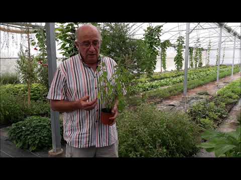 Vídeo: Ocimum sanctum és una herba o un arbust?