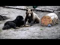 Bari i Cisna - historia psa, który ocalił niedźwiedzia