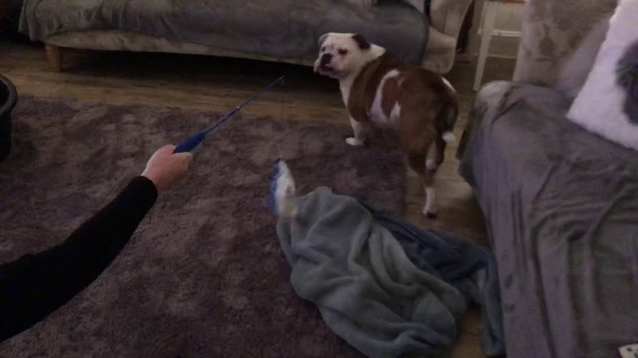 Bulldog saves Mummy from Shark (funny)