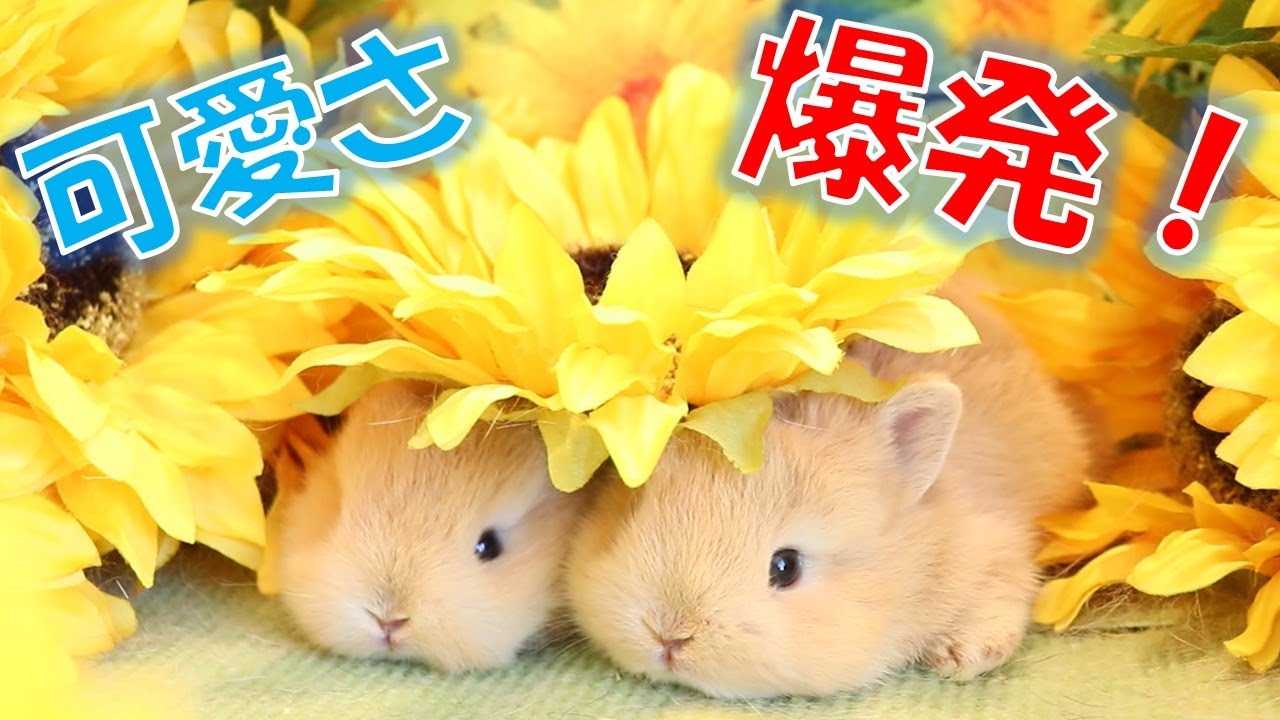 ひまわり畑で輝きを放つ！可愛すぎるうさぎさん達♪ - YouTube