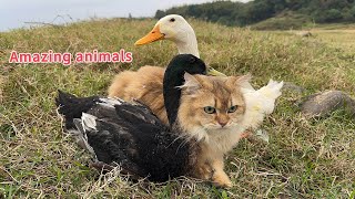 The magical cat raised the duck. Travel outdoors together and look for food. So funny and cute