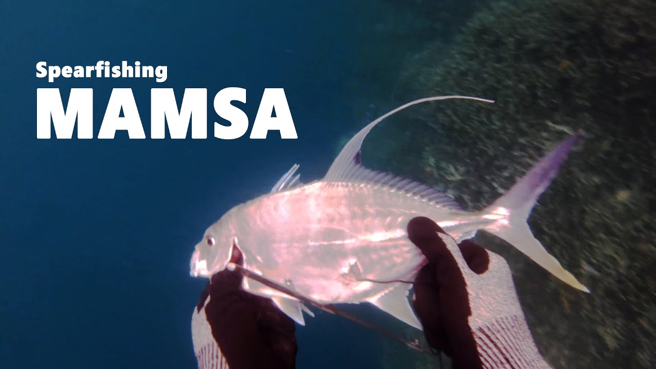 Mamsa Spearfishing Mamsa, Trevally and More | Local Spearo Hunting For Food ...