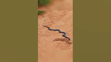 المامبا السوداء اخطر ثعبان 