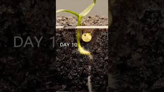 Seed germination beautiful seedlings youtubeshorts viral shorts seeds