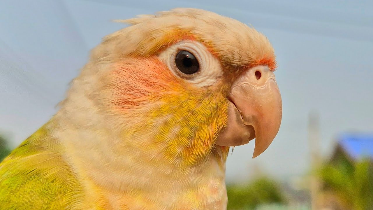 Pineapple conure sound : The sound of birds chirping wakes you up in ...