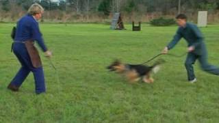Schutzhund with Gottfried Dildei- Protection