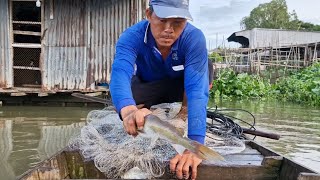 chài trúng được cá lăng bự cá cóc mọi người ơi em cảm ơn tất cả Mọi người rất nhiều