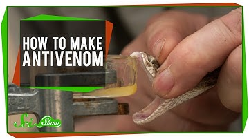How To Make Antivenom