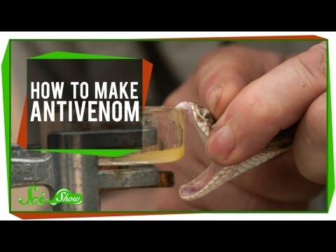 How To Make Antivenom