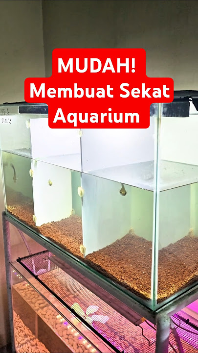 D.I.Y Sekat Aquarium MUDAH, MURAH, DAN RINGAN