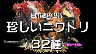 珍しいニワトリ　３２種類　The World of Native Japanese Chickens