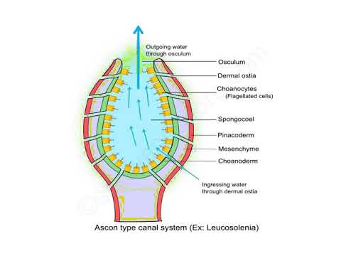 Video: I ascon type kanalsystem?