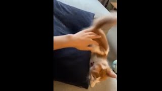 Little Kitten Flipped And Fell Off A Couch