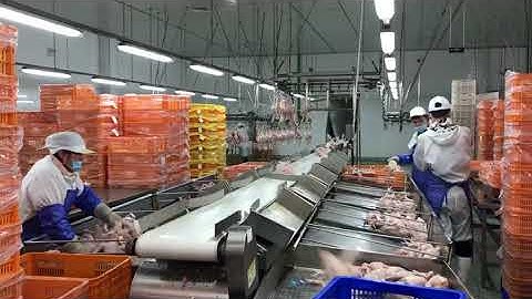 weight sorter machine for whole chicken_automatic weight sorting machine;sorting scale;