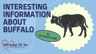 Buffalo Amazing Informative Facts By Dilchasp Globe