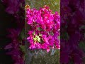 K Bolta Parbe Ata Ke Ful Viralreels K Bolta Parbe Ata Ke Ful Viralreels