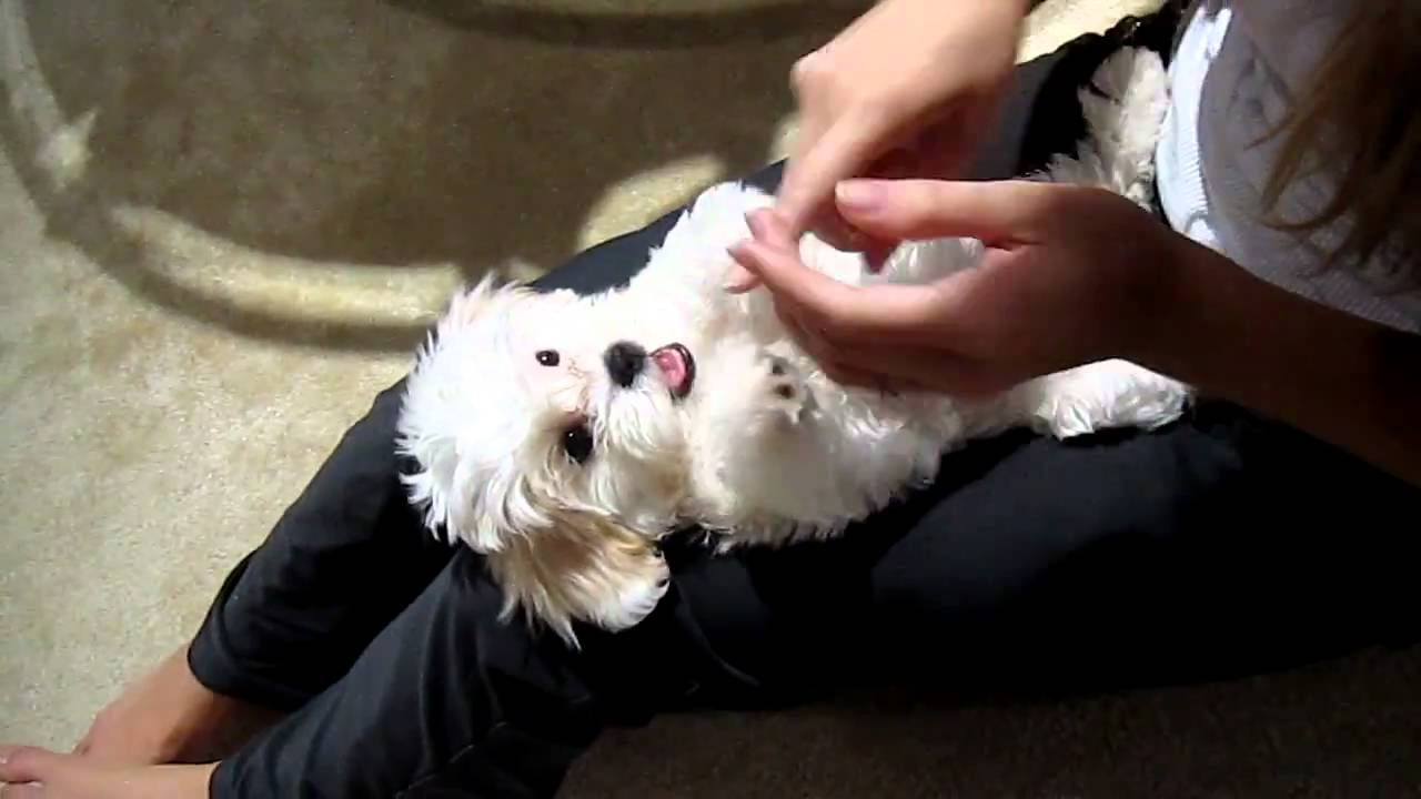 Cutest Puppy Patty Cake Ever! YouTube