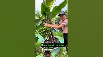 Cách Người nước ngoài thu hoạch chuối hoa chuối cho rất là nhiều nãy