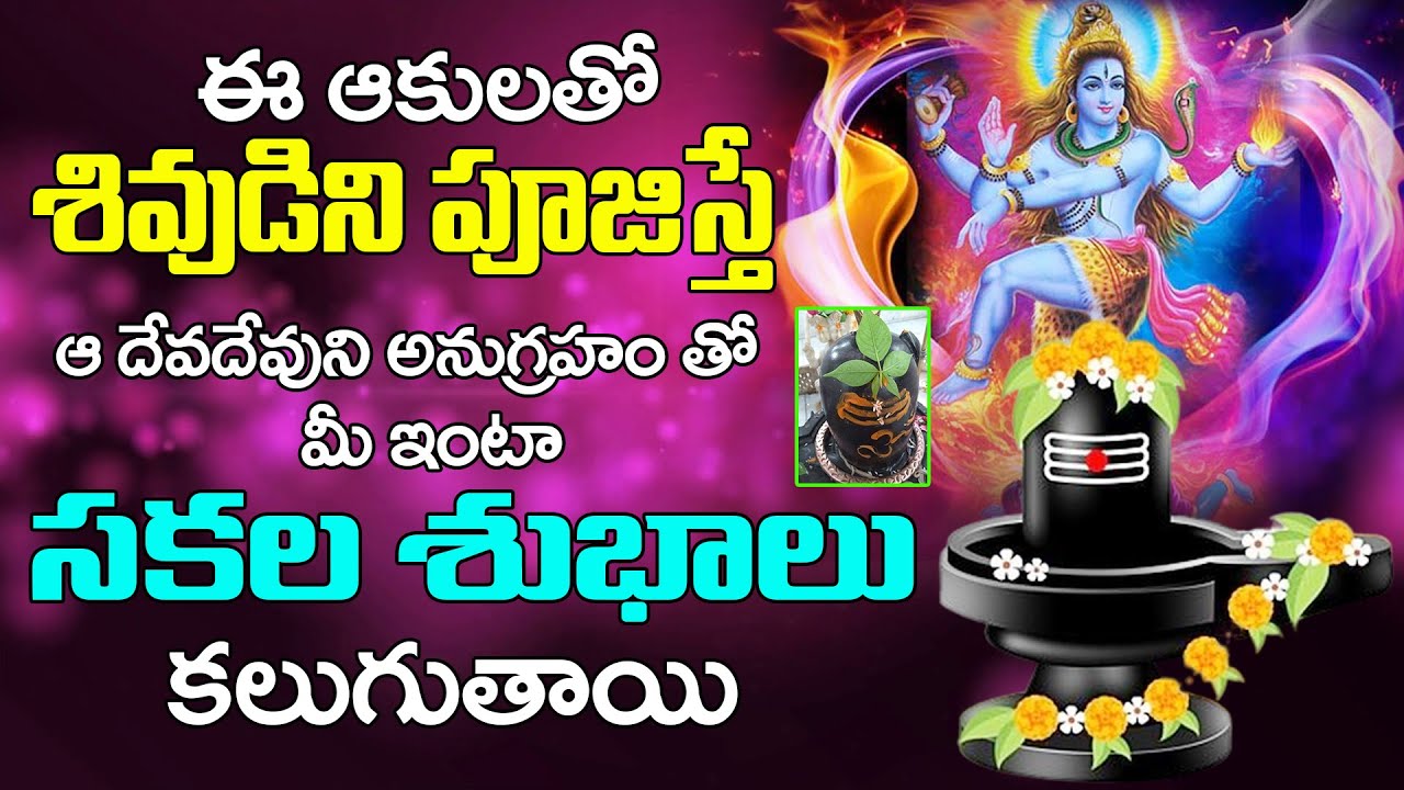 Importance of bilva patra in shiva pooja Bilwapatra Benefits in