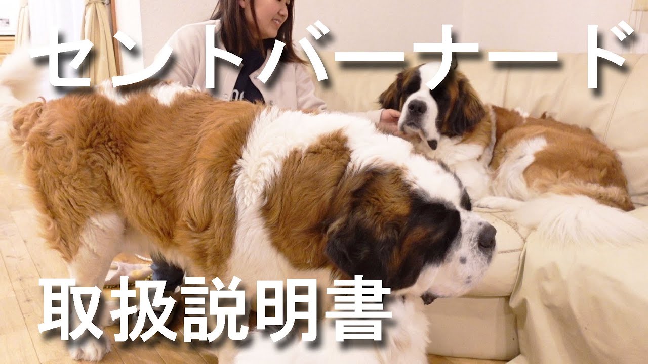 どんな子達なの！？ セントバーナード飼いやすい？ それぞれの説明
