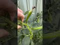 My Garden Shocked Me Today! 🌱 You Have to See This! 😱😱😱