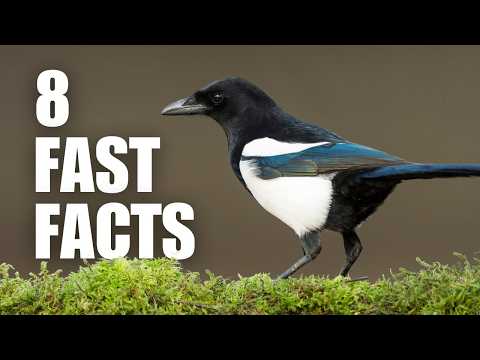 Fascinating Facts about