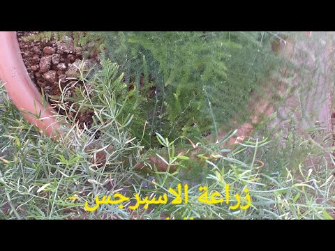 زراعة نبات الاسبرجس الهليون كف الهوا و العناية به هوا
