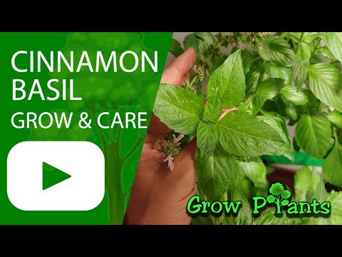 Cinnamon basil plant - grow & care (Unique taste)