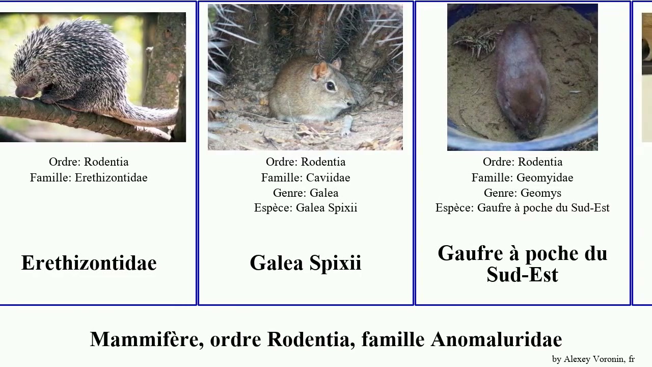 Mammifère, ordre Rodentia, famille Anomaluridae order Rodentia family Miscellaneous ctenomys major