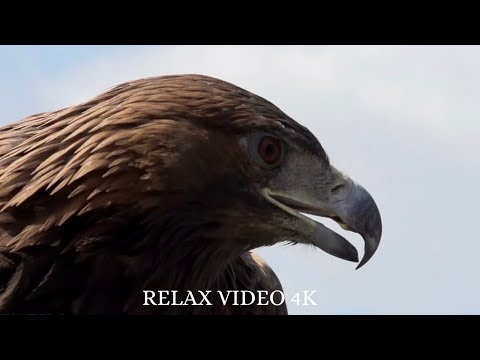 Video: Aquila: habitat e stile di vita