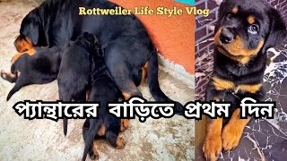 প্যান্থারের বাড়িতে প্রথম দিন || The First Day Of Pantherr In His House #rottweiler