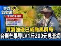 買氣強碰巴威颱風攪局！台東芒果界LV「夏雪芒果」1斤200元急忙套網 農民急搶收釋迦｜巴威颱風最新【東森氣象讚】