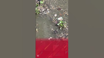 Cá chết hàng loạt sau cơn mưa lớn ở TP HCM