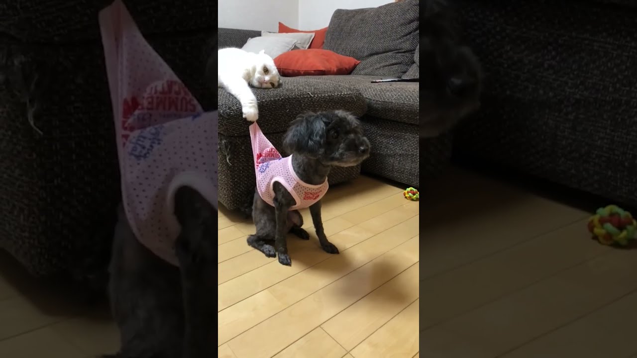  The Most HILARIOUS Cats Vs Dogs