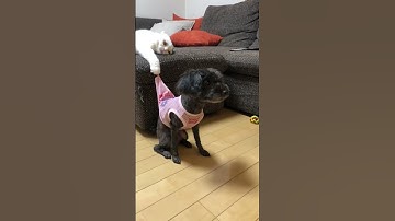 😾The Most HILARIOUS Cats Vs Dogs! 🐶