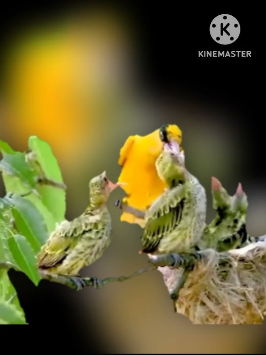 #SHORT I Suara Anak Burung Kepodang diloloh induknya #burungkepodang #berandayoutube