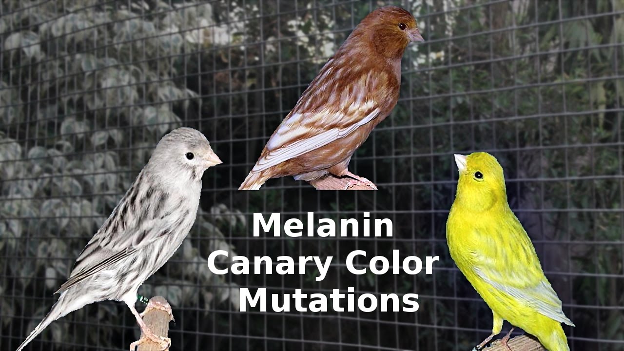 Canary Color Chart