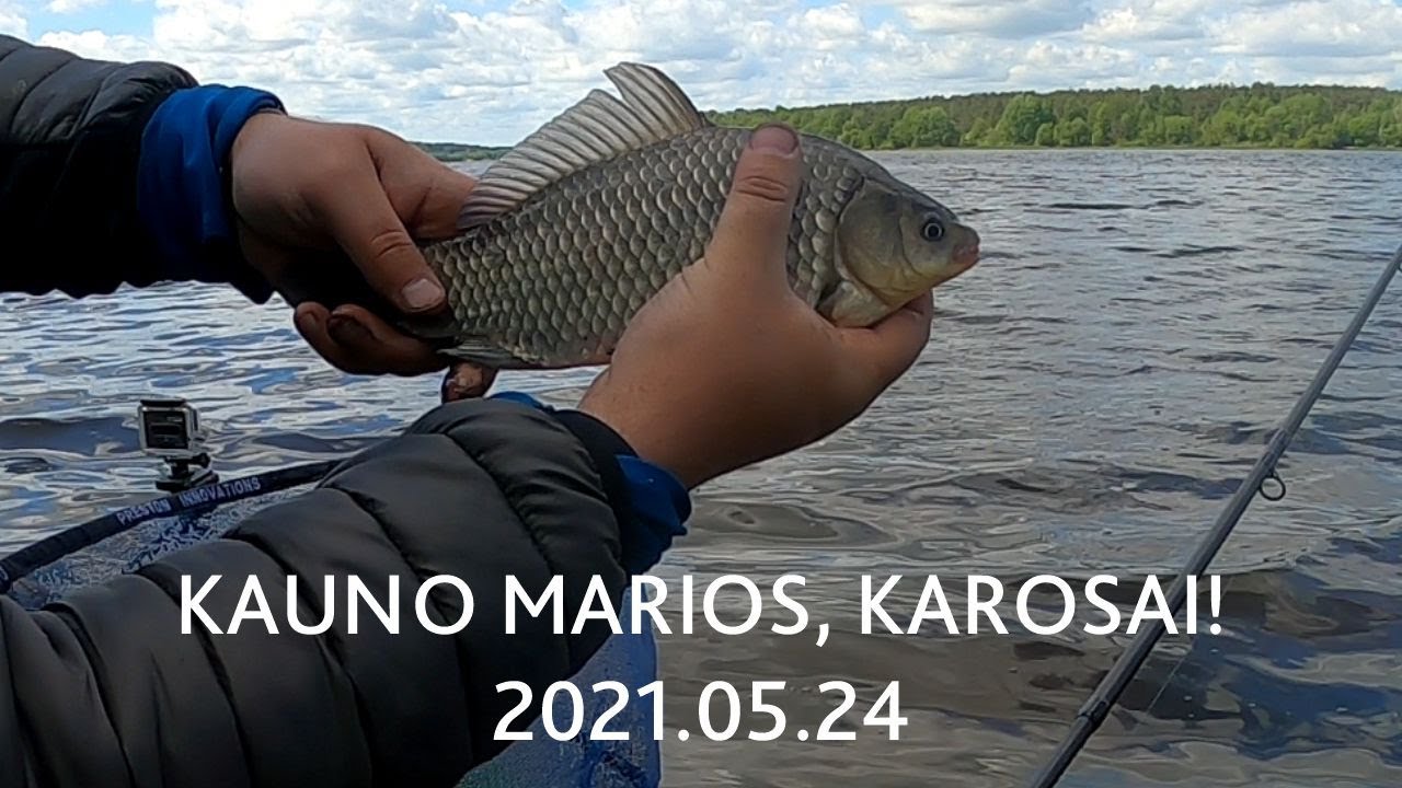 KAUNO MARIOS, TOKIOS KAROSŲ ŽŪKLĖS SENIAI NETURĖJAU! NAUDINGA INFO, PATARIMAI IR NETIKĖTAS BONUSAS!!