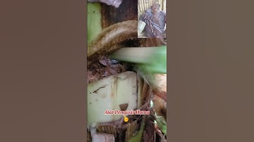 Alat Pengusir Hama Liar
