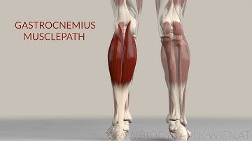 Gastrocnemius Muscle: Musclepath, Origin, Insertion (3D Animation)