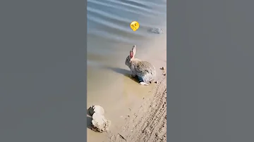 Как плавает кролик (rabbit swims, أرنب يسبح, 兔子游泳)