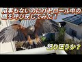 【放し飼いの鷹】用事も無いのにパトロール中のハリスホーク【鷹】を呼び戻してみた！怒り狂うか？Harris Hawk, Free range.鷹の放し飼い,猛禽類の飼い方【鷹匠】