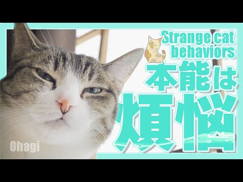 猫の本能は煩悩