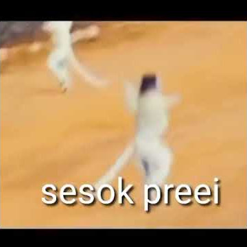 sesok prei (besok libur)