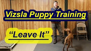 Vizsla Puppy Training Teaching Leave It