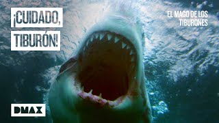 Peligro al bucear sin protección con un tiburón blanco | El mago de los tiburones