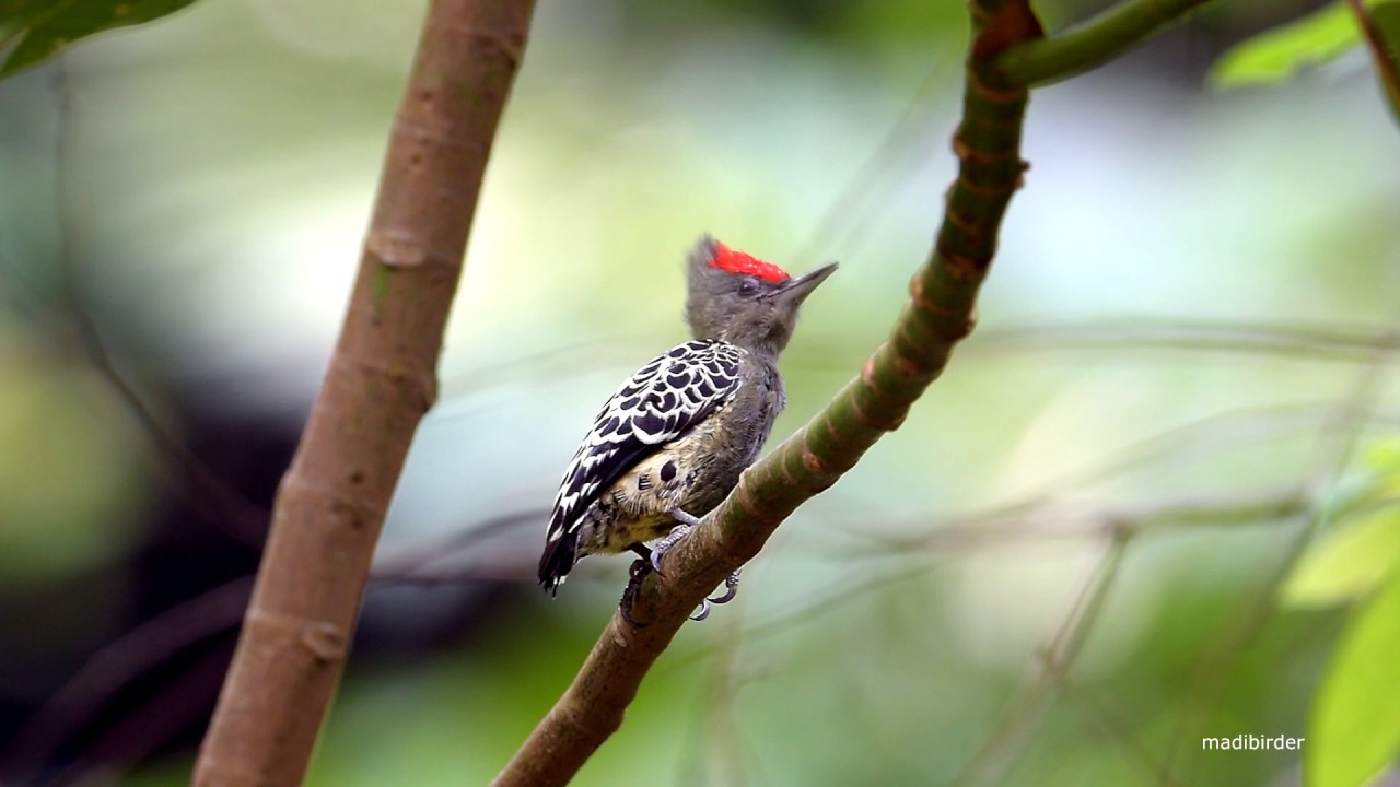 Grey & Buff Woodpecker 